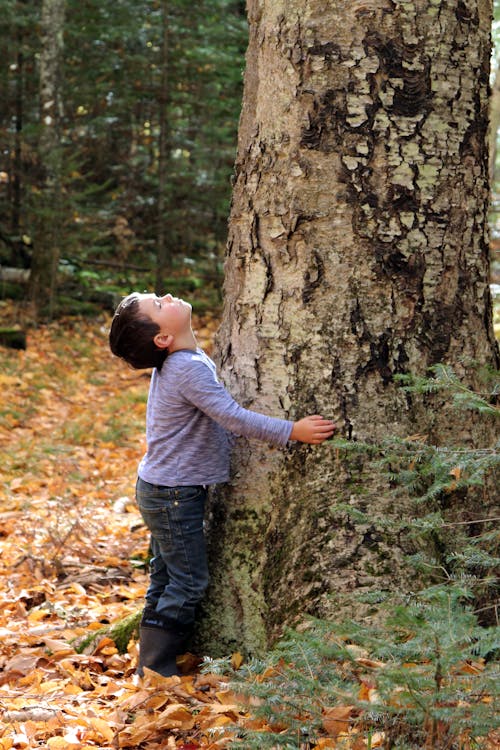 Free stock photo of autumn, big tree, child in nature