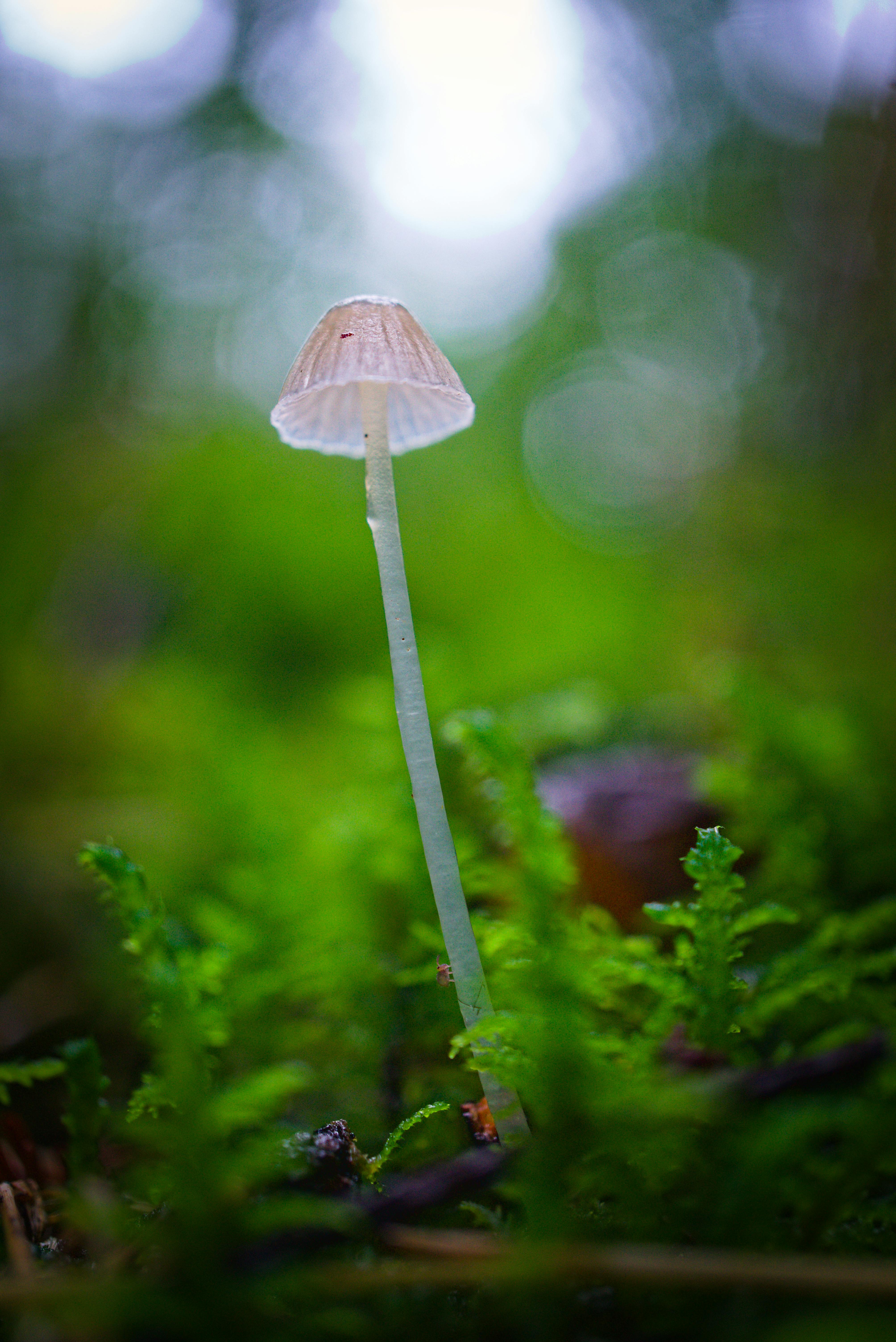 A close-up view of a delicate mushroom amidst vibrant green moss in a forest setting.