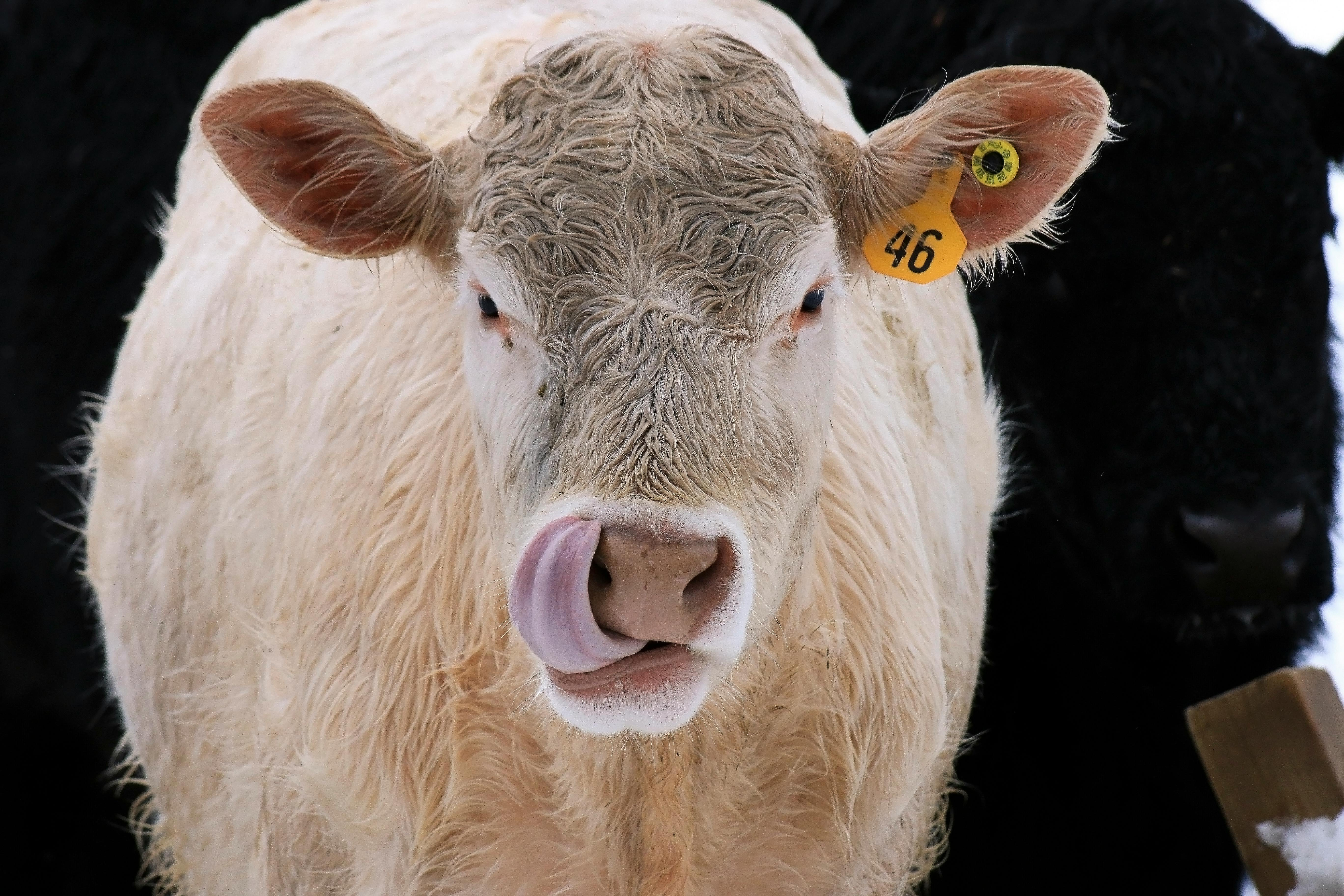 Members Shine in FFA Career Development Events - Tri — Photo by Nell D'Andrea on Pexels