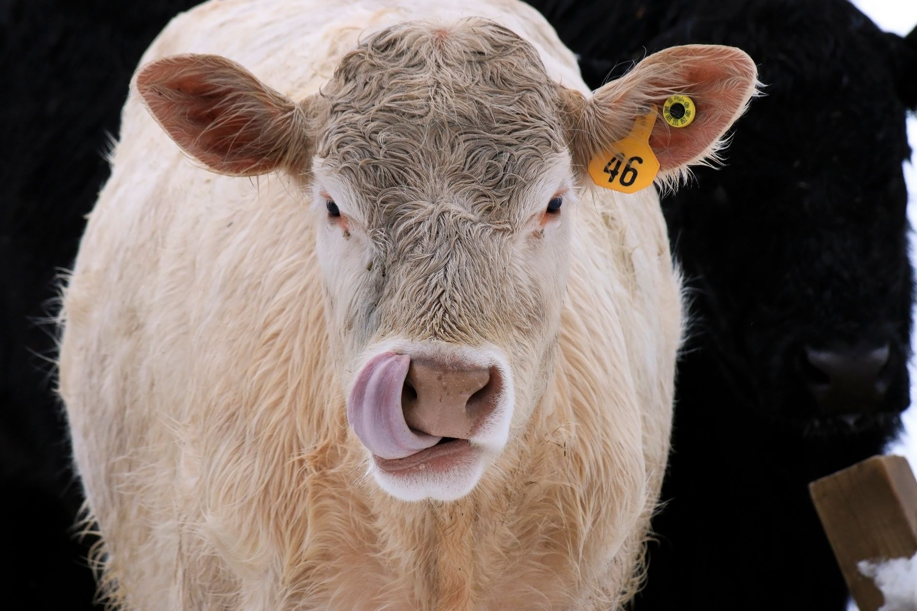 Portrait of a cow at a veterinary clinic