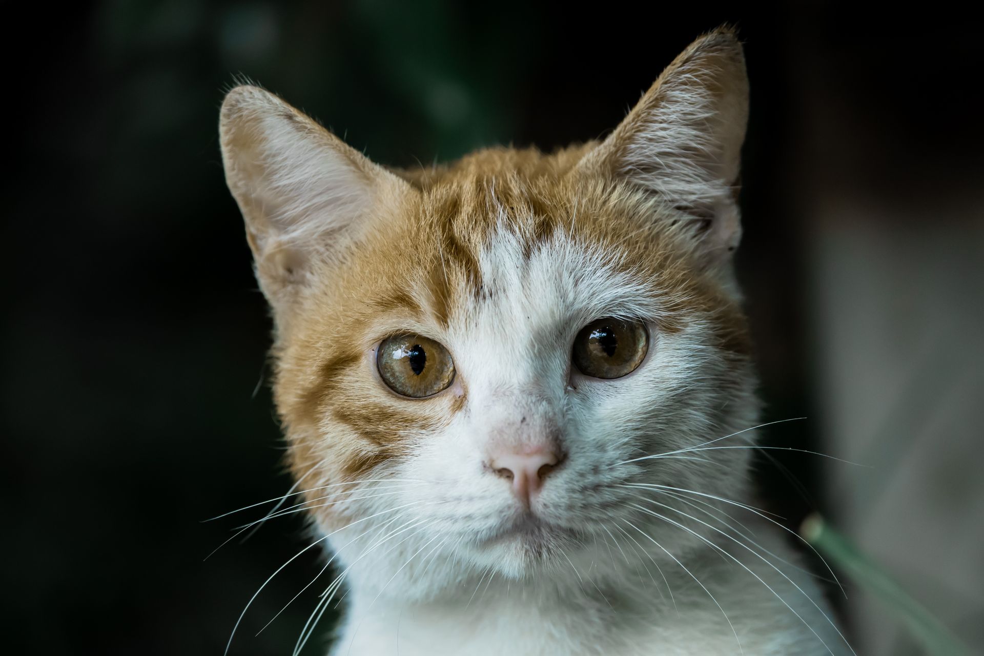 Close-up shot of a ginger and white domestic shorthair cat with a soft background.