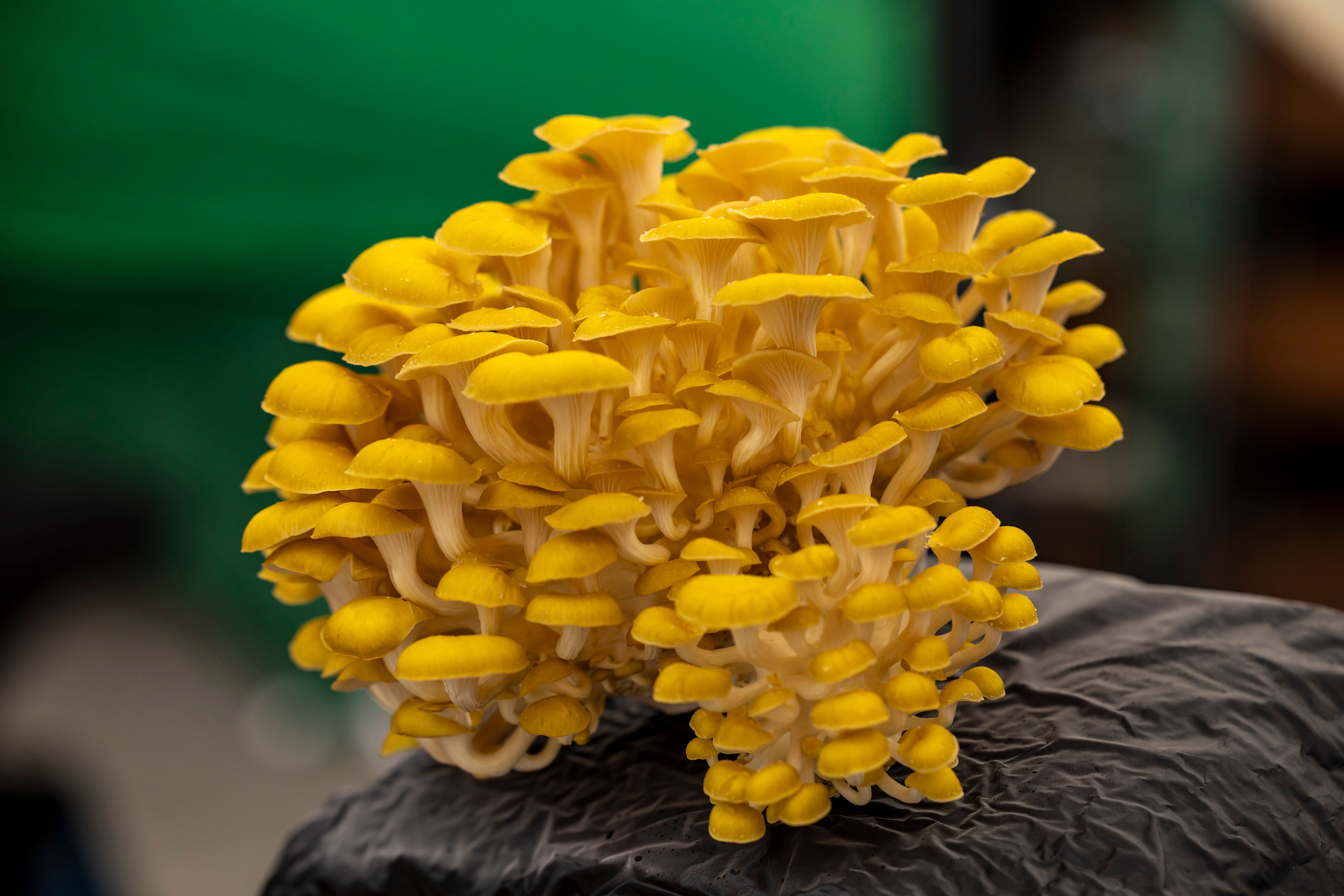Clusters of golden yellow oyster mushrooms on substrate