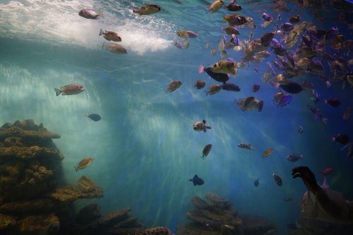 Tetamanu Wall