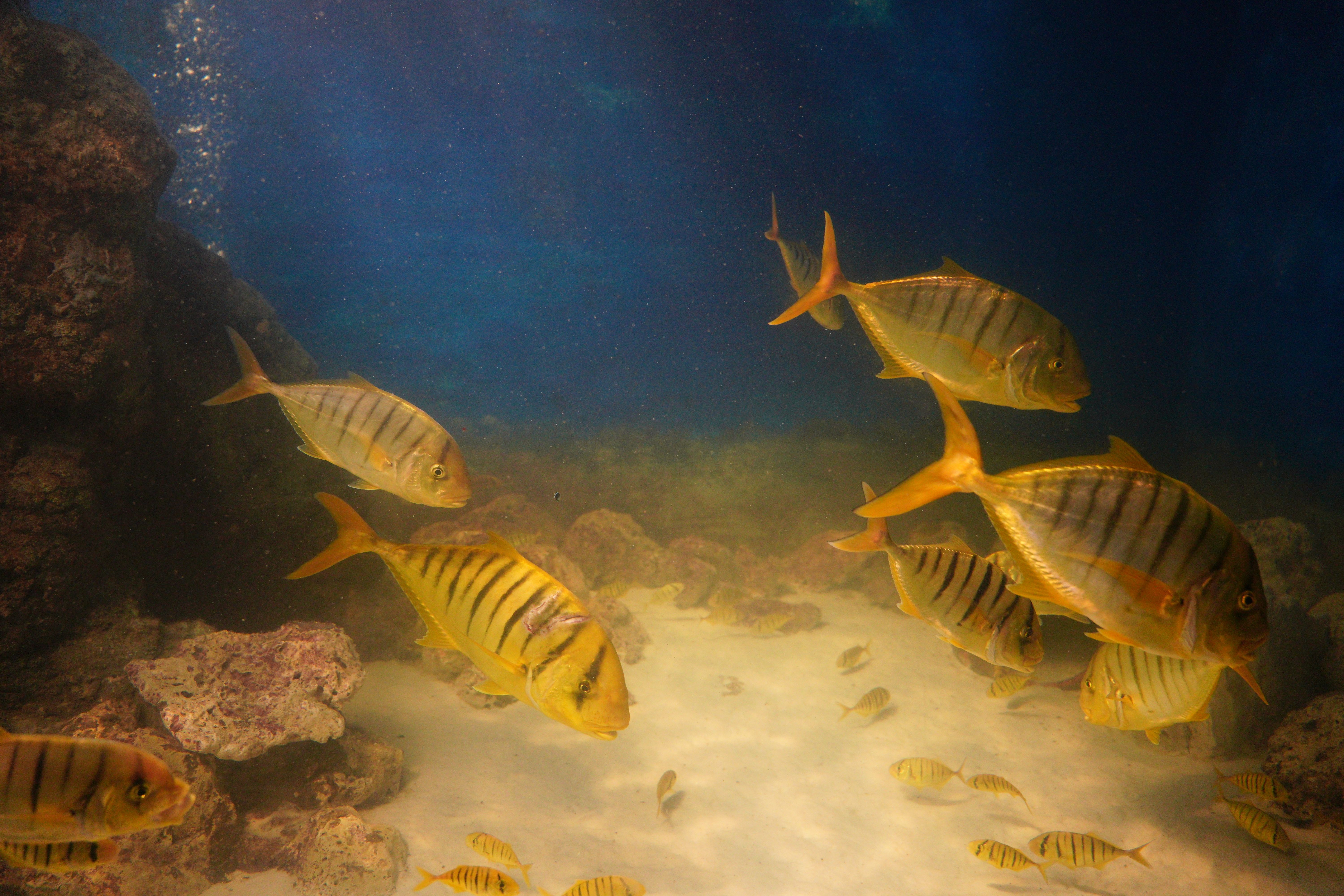 A vibrant underwater view of fish swimming surrounded by rocks and sand in an aquarium.