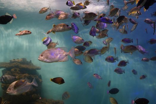 A vivid display of tropical fish swimming in a serene aquarium setting, showcasing marine biodiversity.