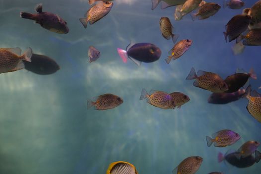 Vibrant underwater scene showcasing various tropical fish under oceanic blue waters.