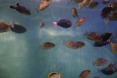 Gamat Bay