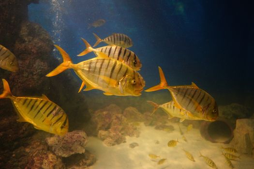 A group of striped fish swim in a well-lit aquarium environment with rocks and sand.
