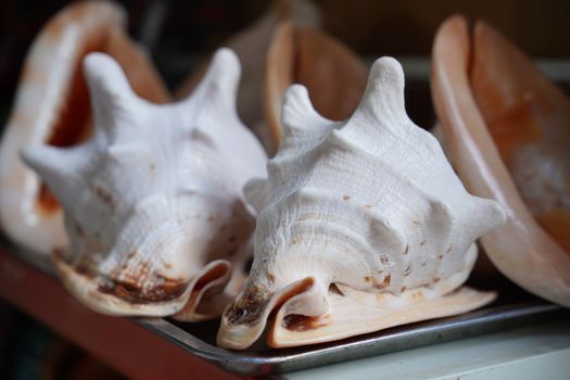 Detailed image of large conch shells on a silver tray, showcasing textures and natural beauty.