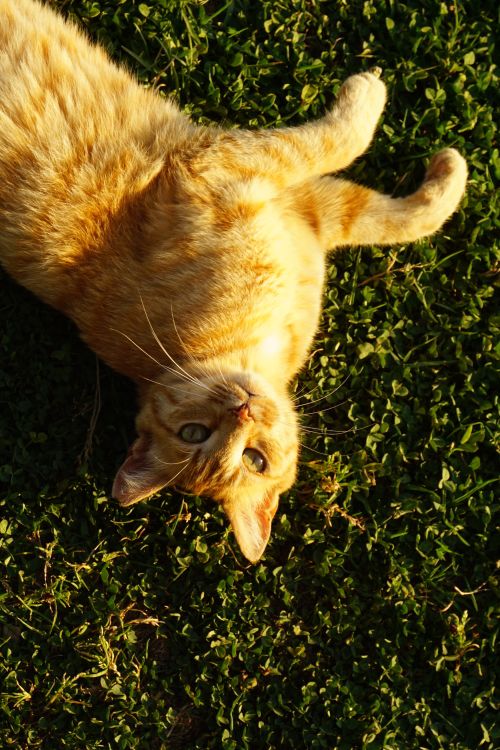 Free Orange tabby cat lying playfully on sunlit grass, enjoying nature. Stock Photo