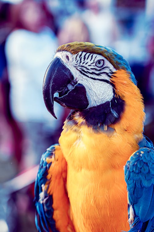 Blue Yellow and White Macaw