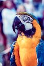 Blue Yellow and White Macaw
