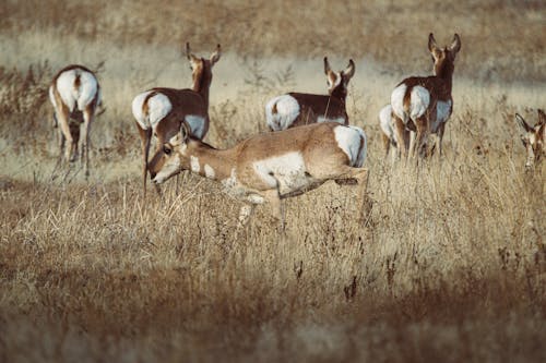 Brown Deer Running on Brown Grass Field