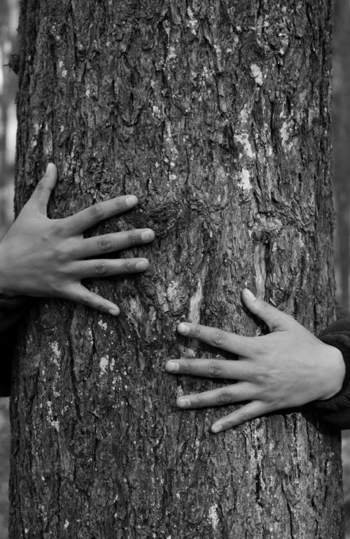 Free Two hands embracing a tree trunk in a forest, symbolizing connection with nature. Stock Photo