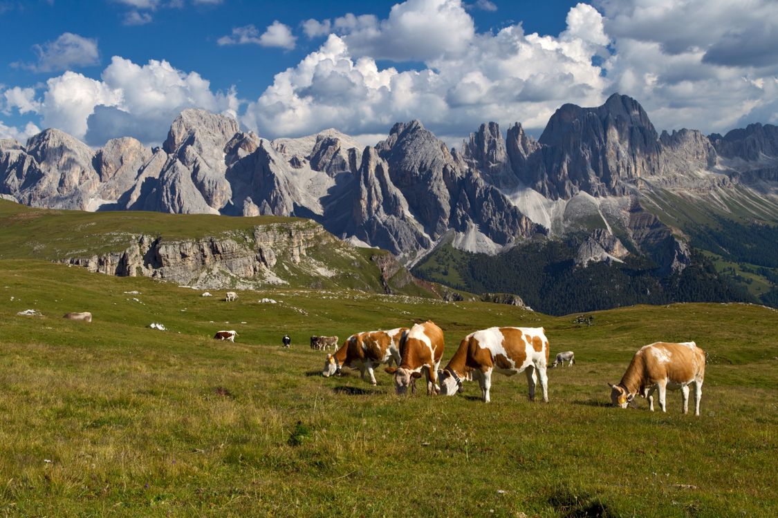 Italian Ciws Cows Grazing in the Italian Dolomites · Free Stock Photo