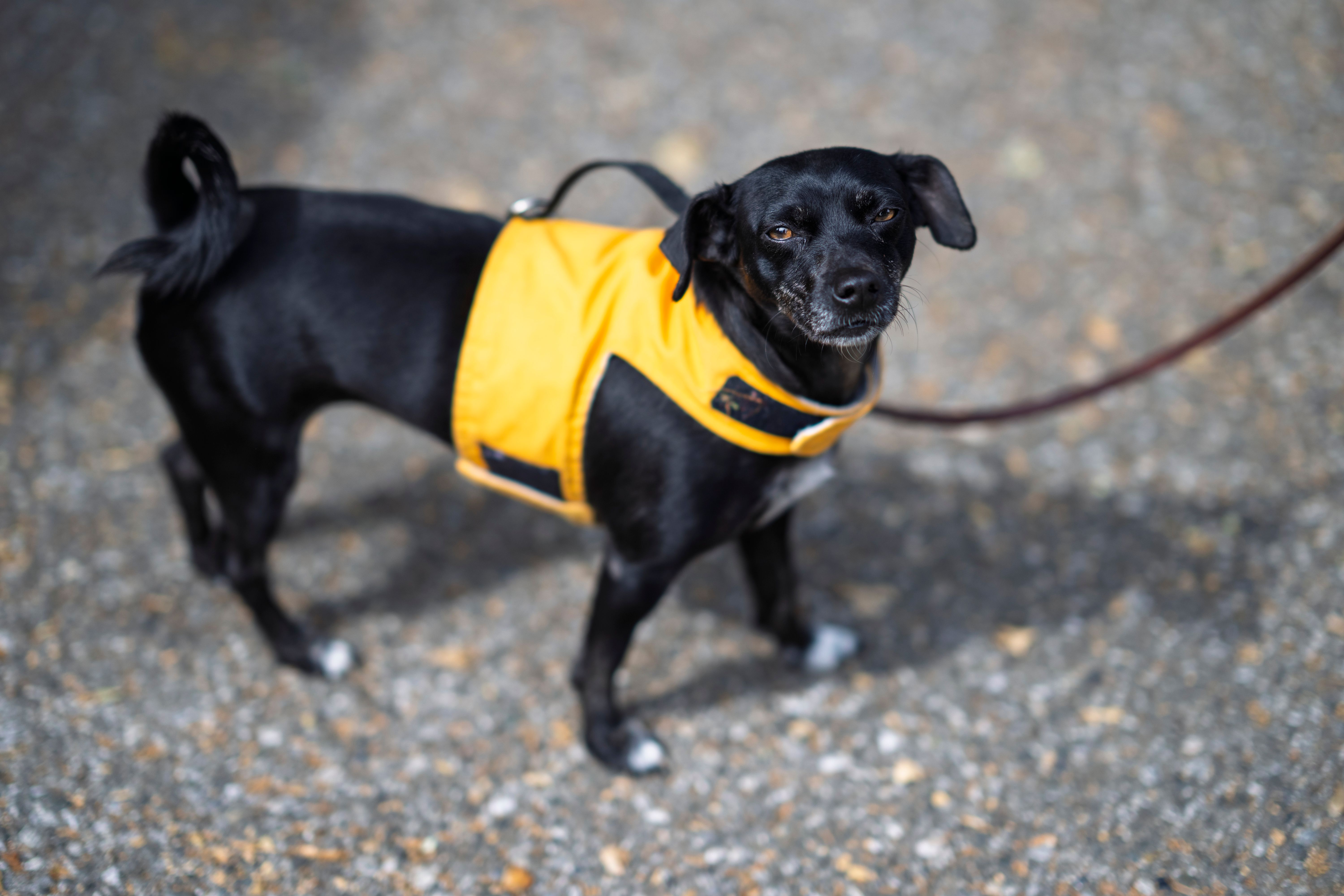 Potential threats to pet health in your own yard - Observer-Reporter — Photo by frank minjarez on Pexels