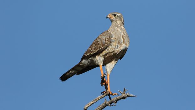 Southern Pale Chanting Goshawk perched on branch under clear sky in Kgalagadi Transfrontier Park.