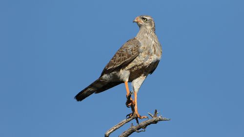 Free Southern Pale Chanting Goshawk perched on branch under clear sky in Kgalagadi Transfrontier Park. Stock Photo