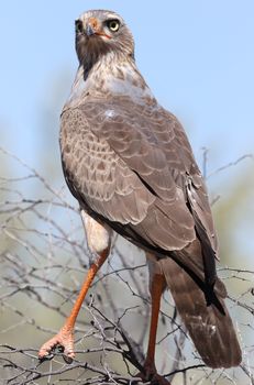 Close-up of a Southern Pale Chanting Goshawk perched outdoors.