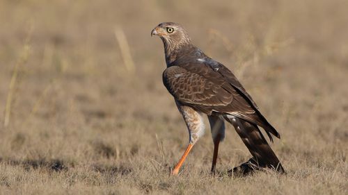 Free Southern Pale Chanting Goshawk (Melierax canorus) walking in the Kalahari desert grassland. Stock Photo