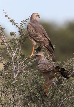 Two Southern Pale Chanting Goshawks perched on acacia in Kgalagadi Transfrontier Park.