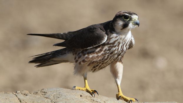 Close-up of Lanner Falcon (Falco biarmicus) perched outdoors in Kgalagadi Transfrontier Park.