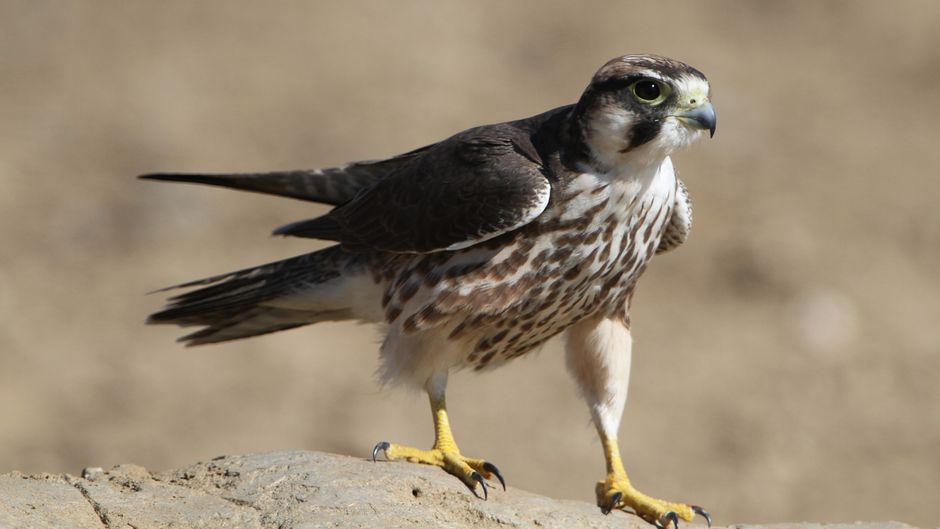 Close-up of Lanner Falcon (Falco biarmicus) perched outdoors in Kgalagadi Transfrontier Park.
