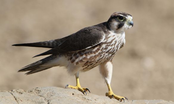Close-up of a Lanner Falcon (Falco biarmicus) standing on a rock in a sunlit desert landscape.