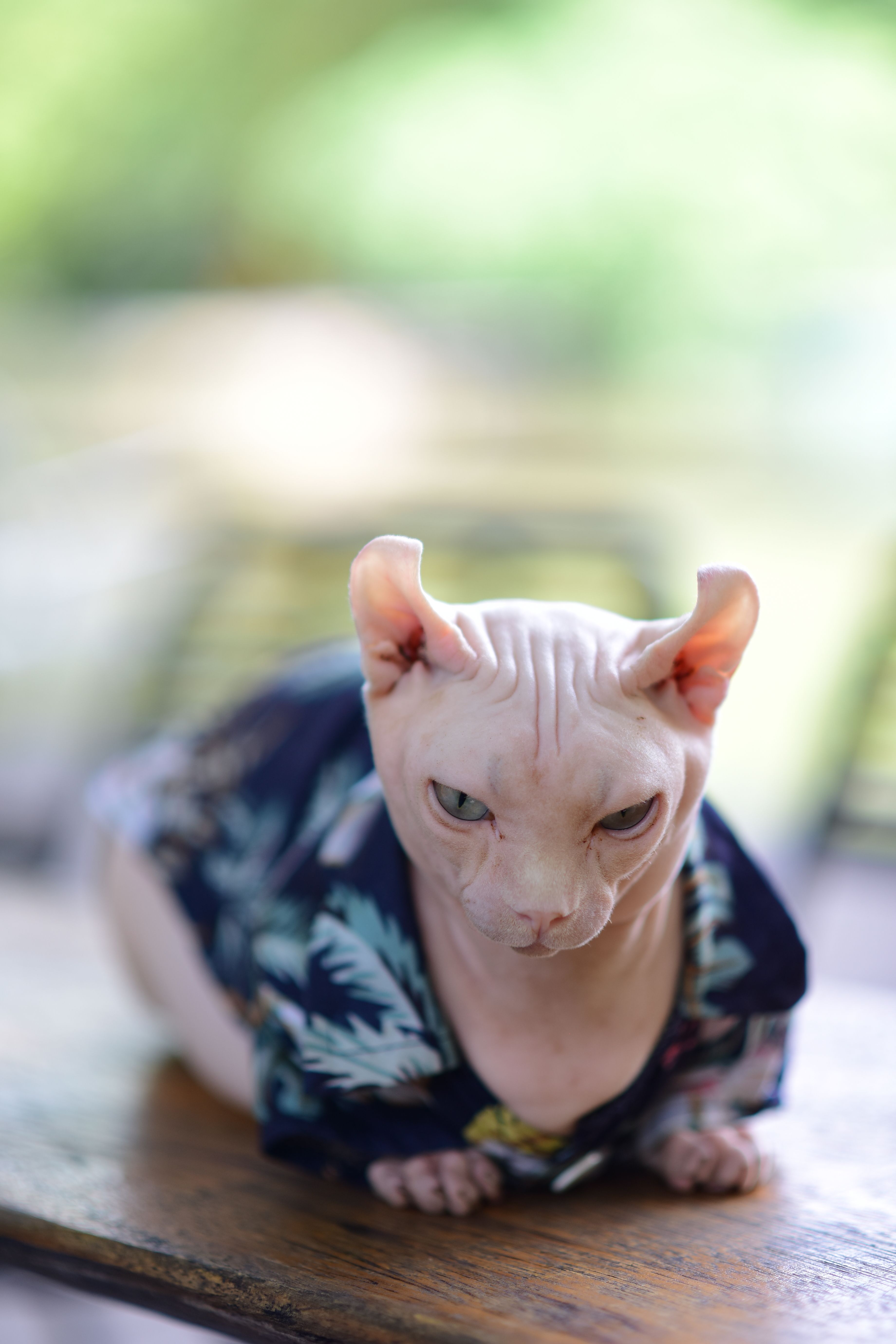 猫衣服