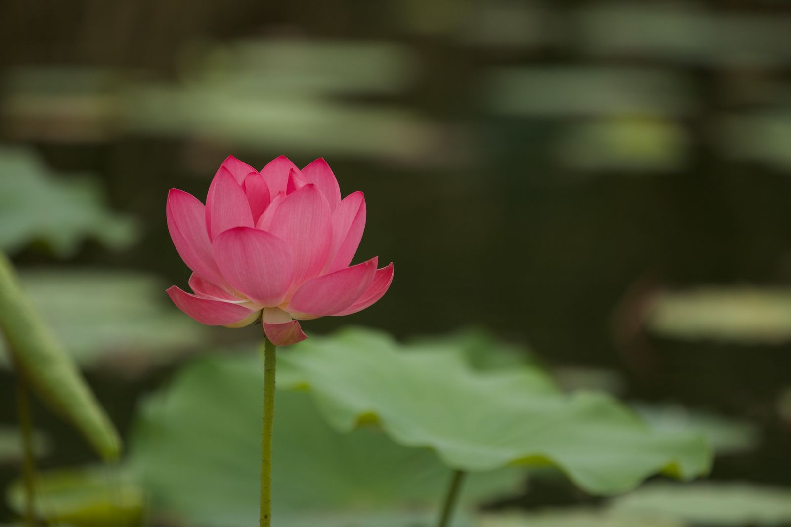 Lotus Background Photos, Download The BEST Free Lotus Background Stock ...