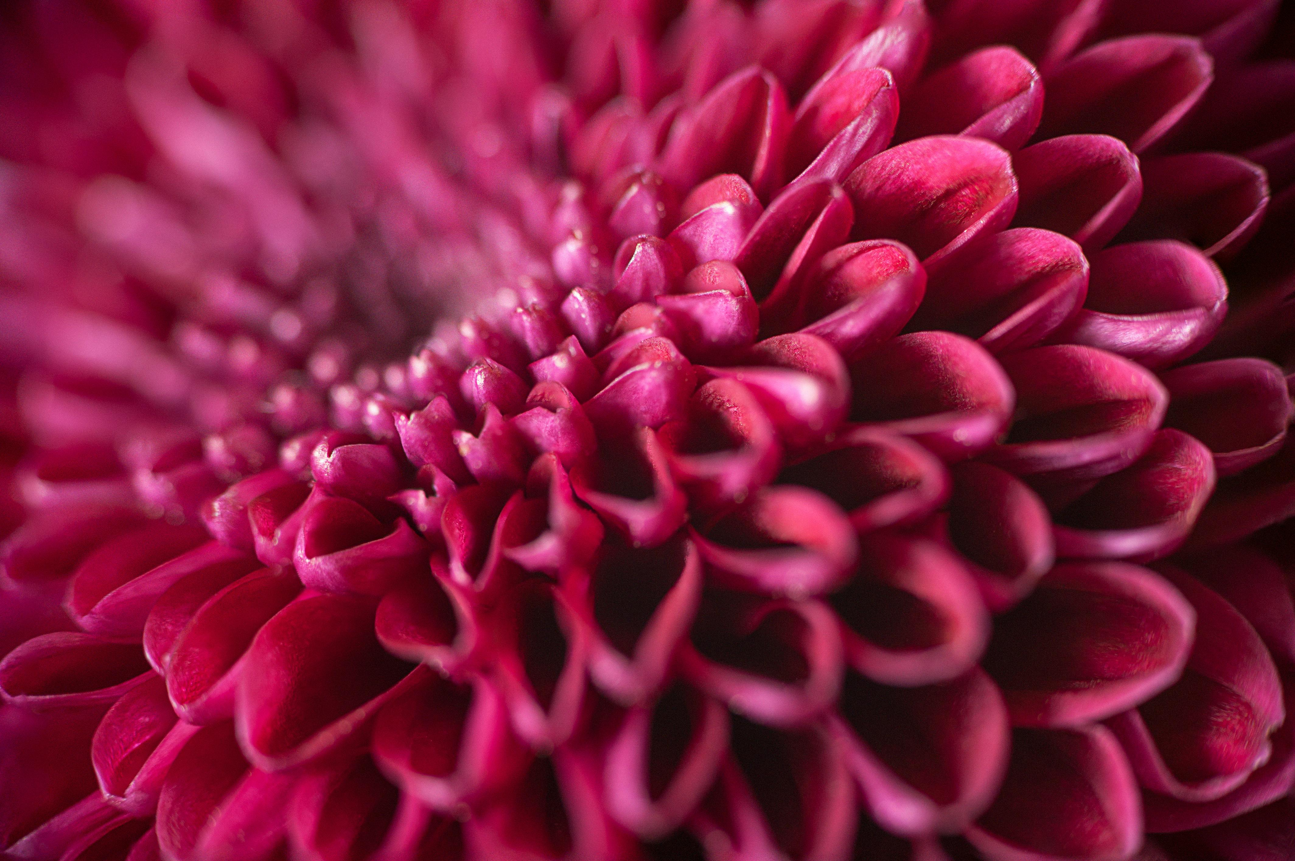 [ColoSach]-macro-photograph-capturing-the-intricate-and-vibrant-pink-petals-of-a-chrysanthemum.