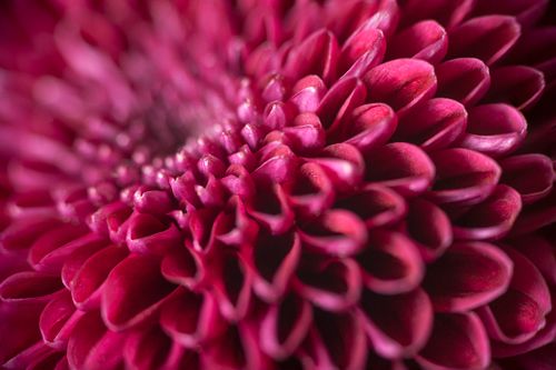 Free Macro photograph capturing the intricate and vibrant pink petals of a chrysanthemum. Stock Photo