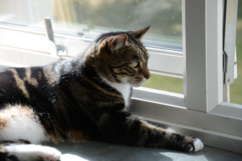 A tabby cat enjoying the sunlight by a window, showcasing a peaceful indoor scene.