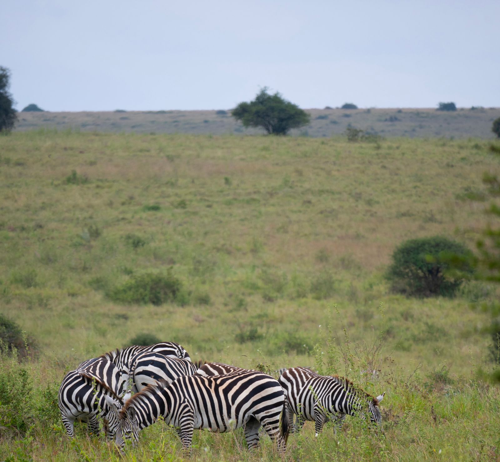 Safari Stopover Nairobi: Why Jungle Oasis Is the Perfect Place to Start and End Your Trip — Jungle Oasis Nairobi journal