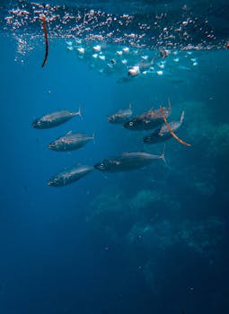清澈海水中，珊瑚礁附近鱼群游动的水下景观