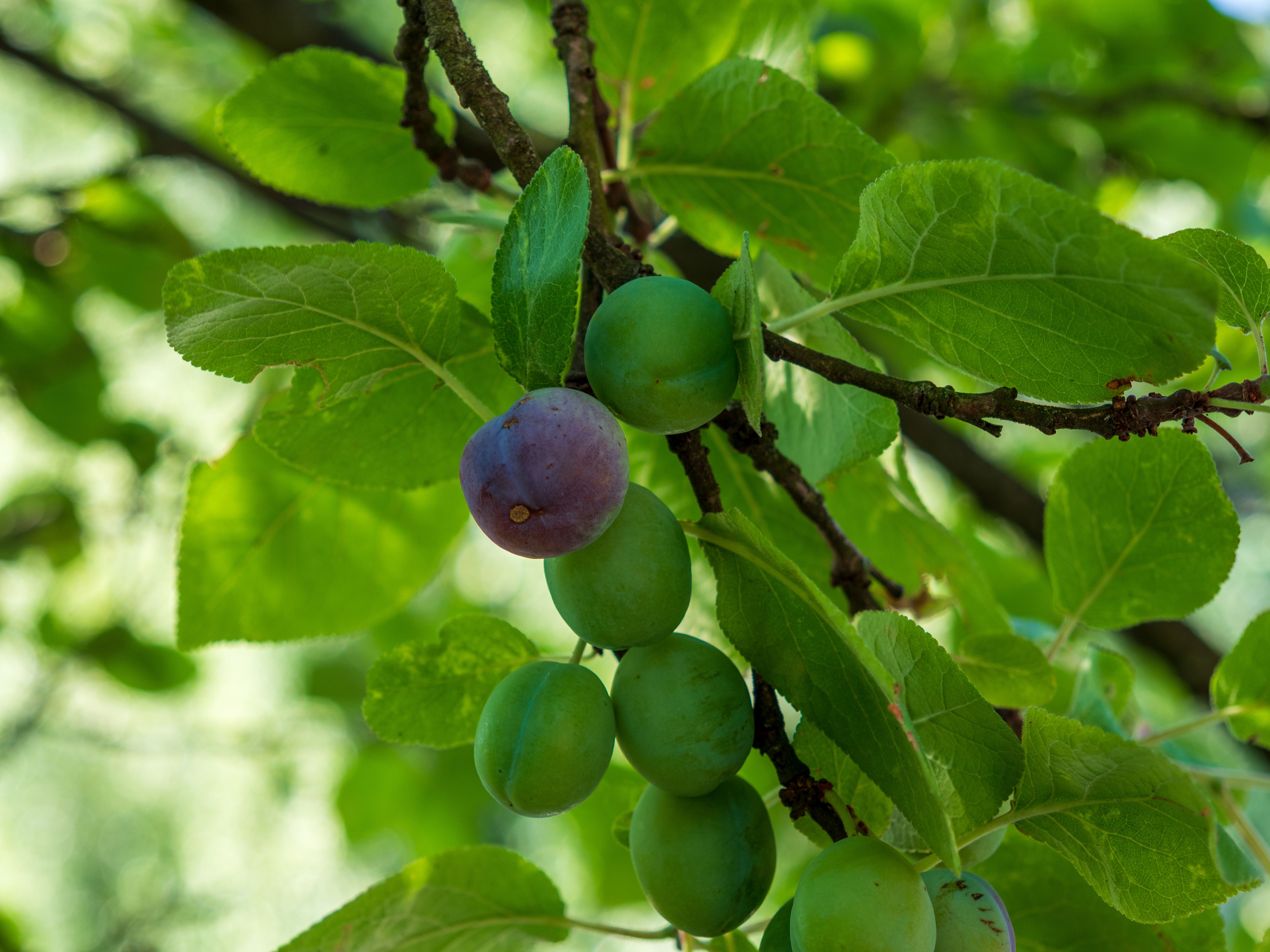 Close-up of Unripe and Ripe Plums on a Tree · Free Stock Photo