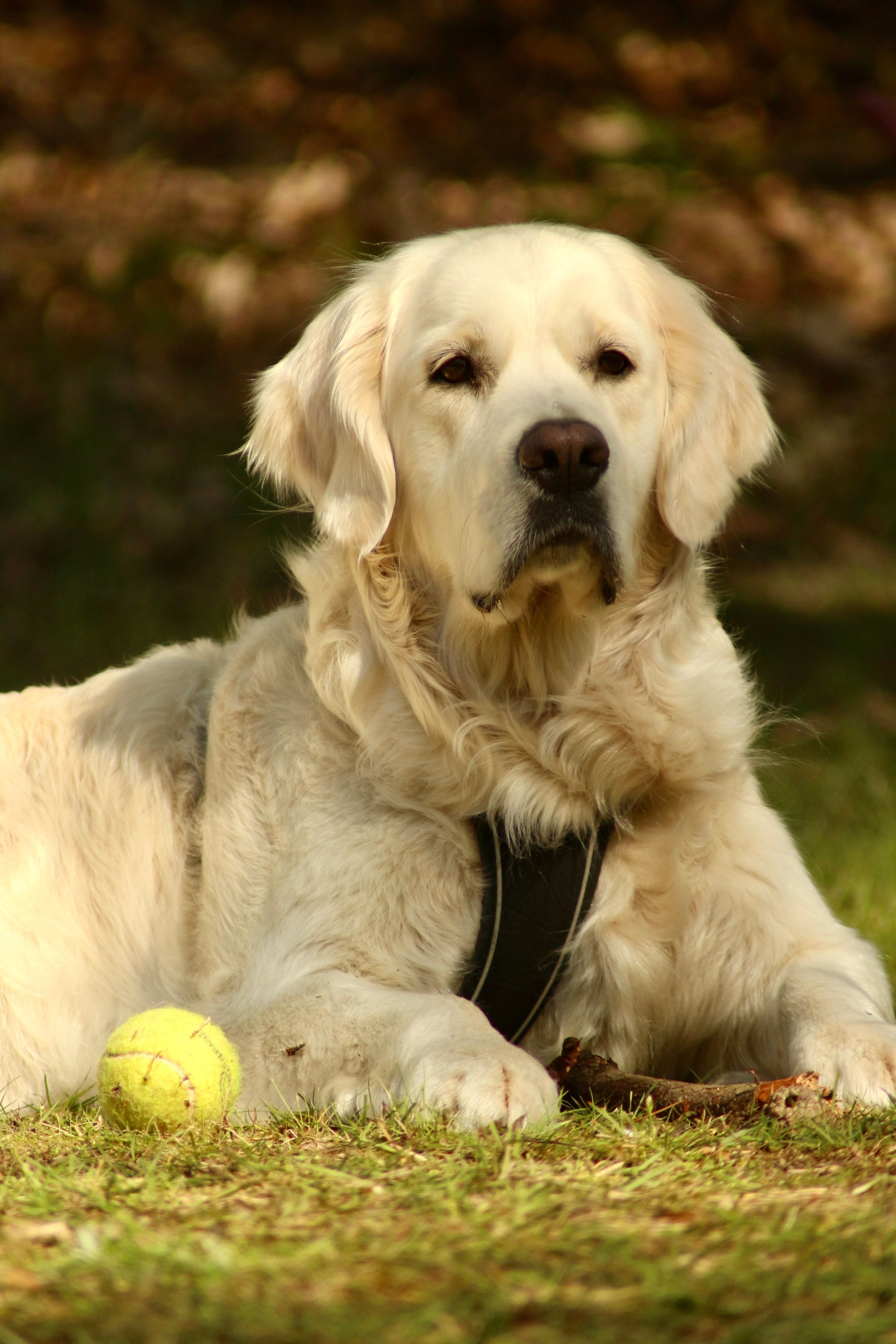 Golden Retriever lying on grass beside a tennis ball