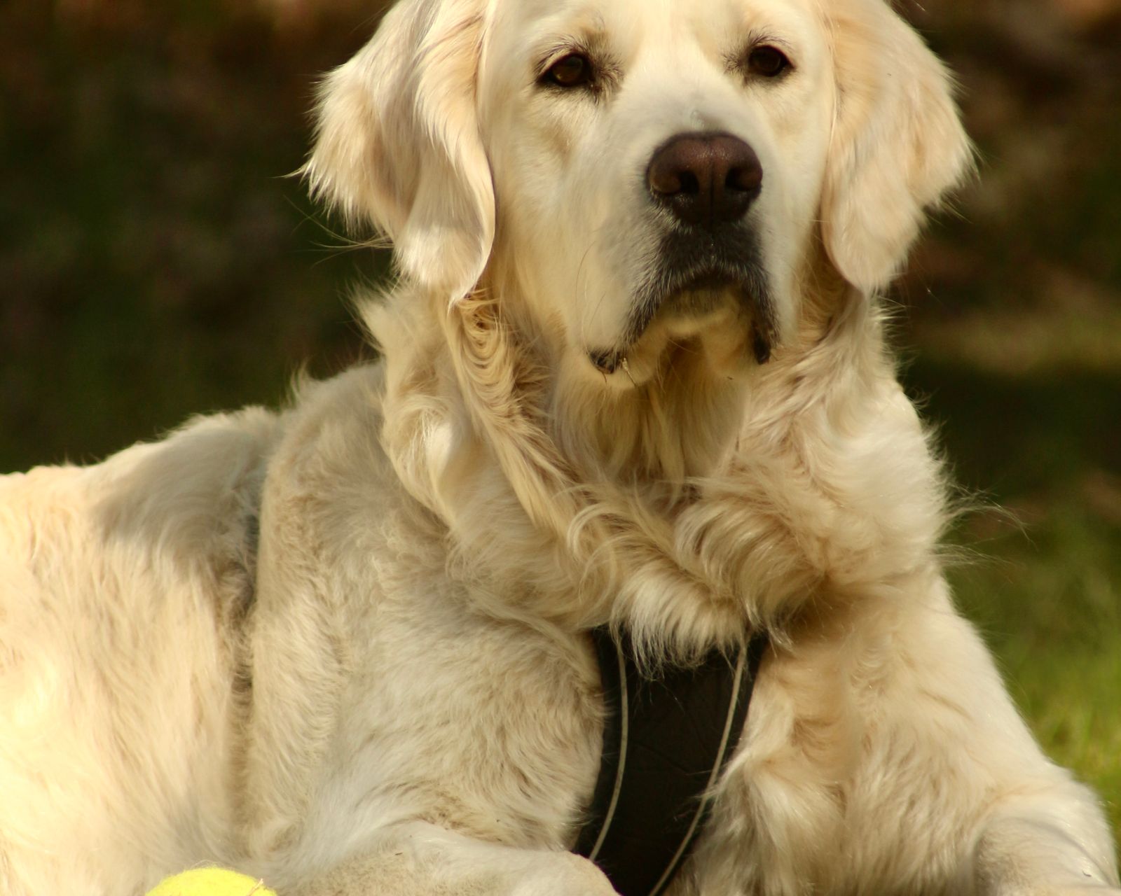 Golden Retriever lying on grass beside a tennis ball