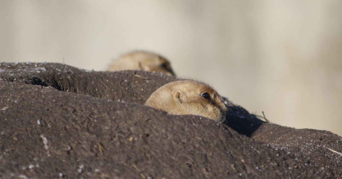 Burrows Compress Cute Prairie Dogs Peeking from Burrow · Free Stock Photo