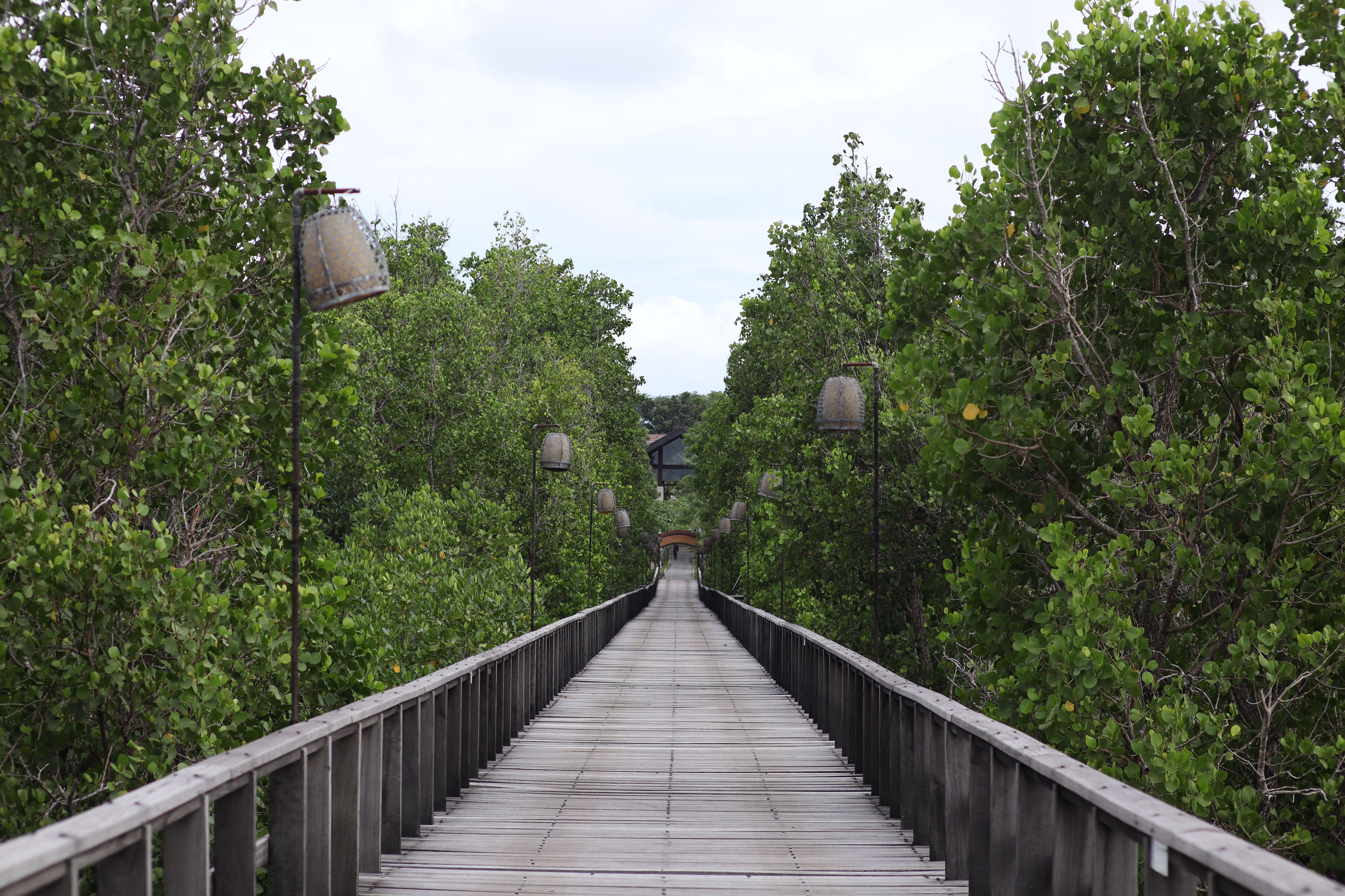 Serene Wooden Walkway in Lush Greenery