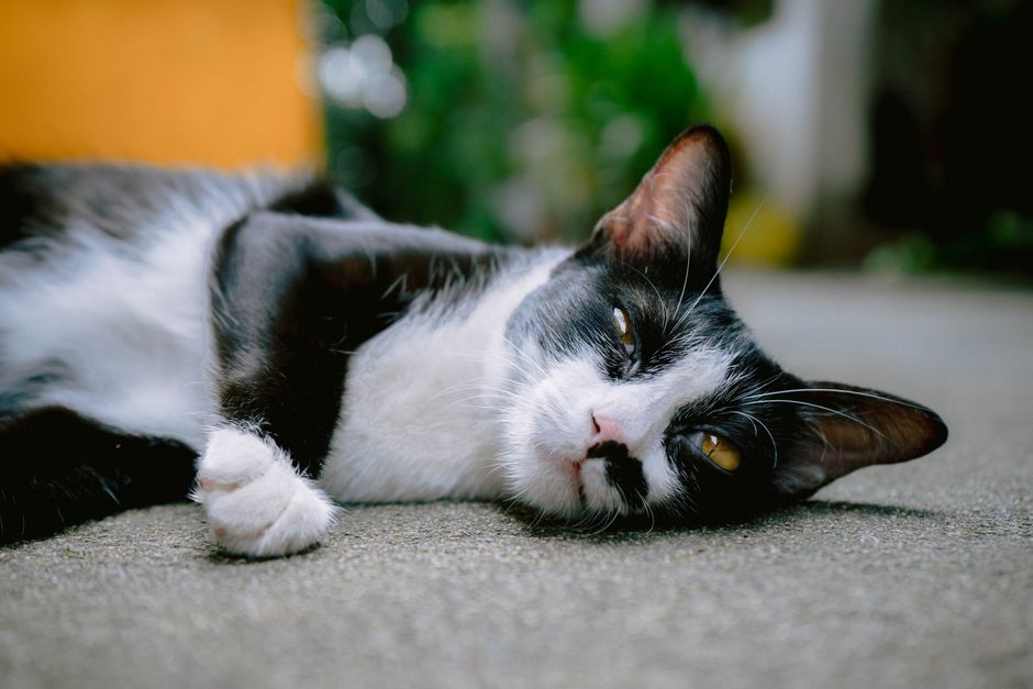 A charming black and white cat relaxes on a warm day in Thailand, exuding contentment.