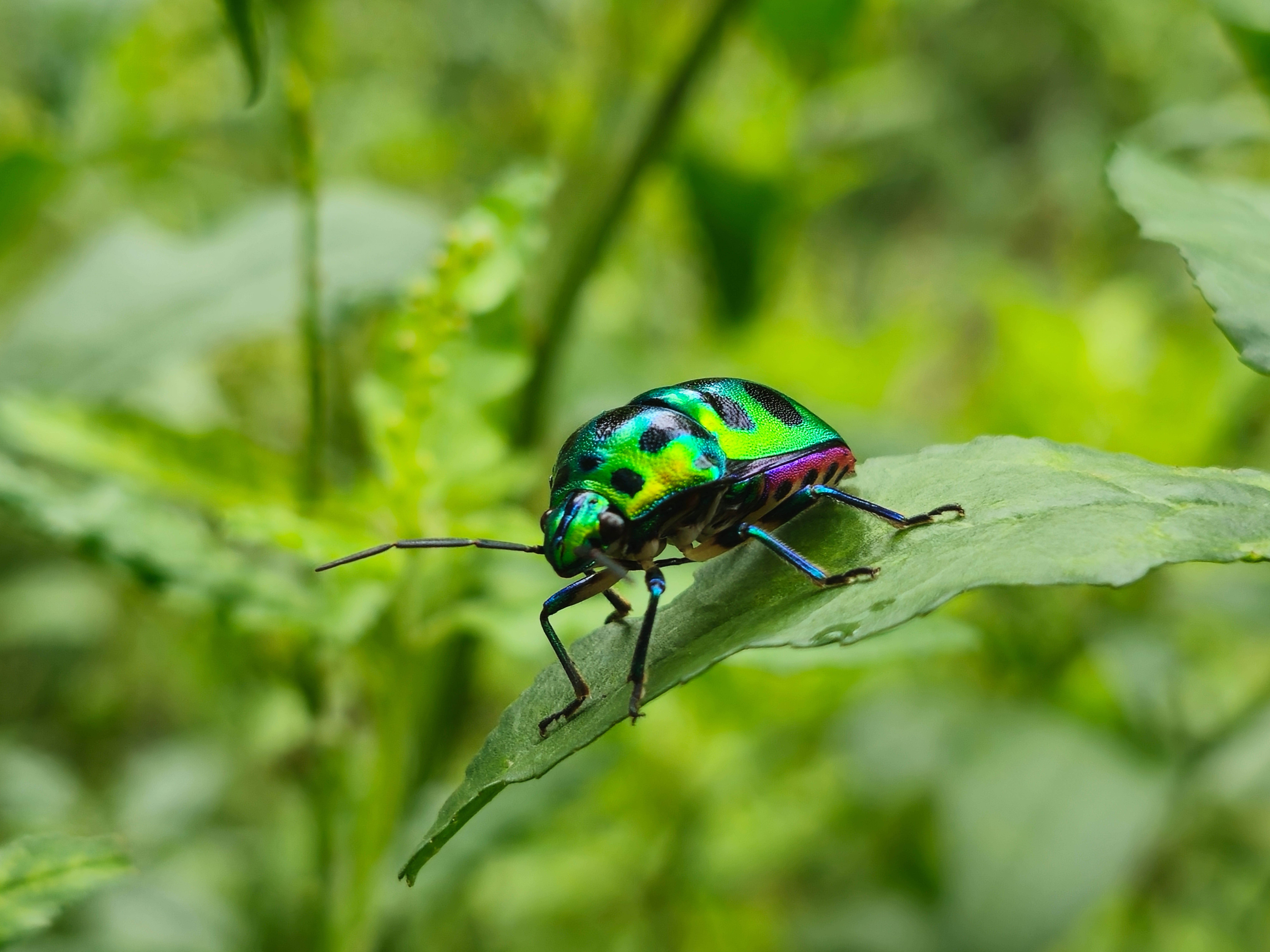 Fotomural Imagen de primer plano de una chinche joya con colores iridiscentes posada sobre una hoja verde en un entorno natural.