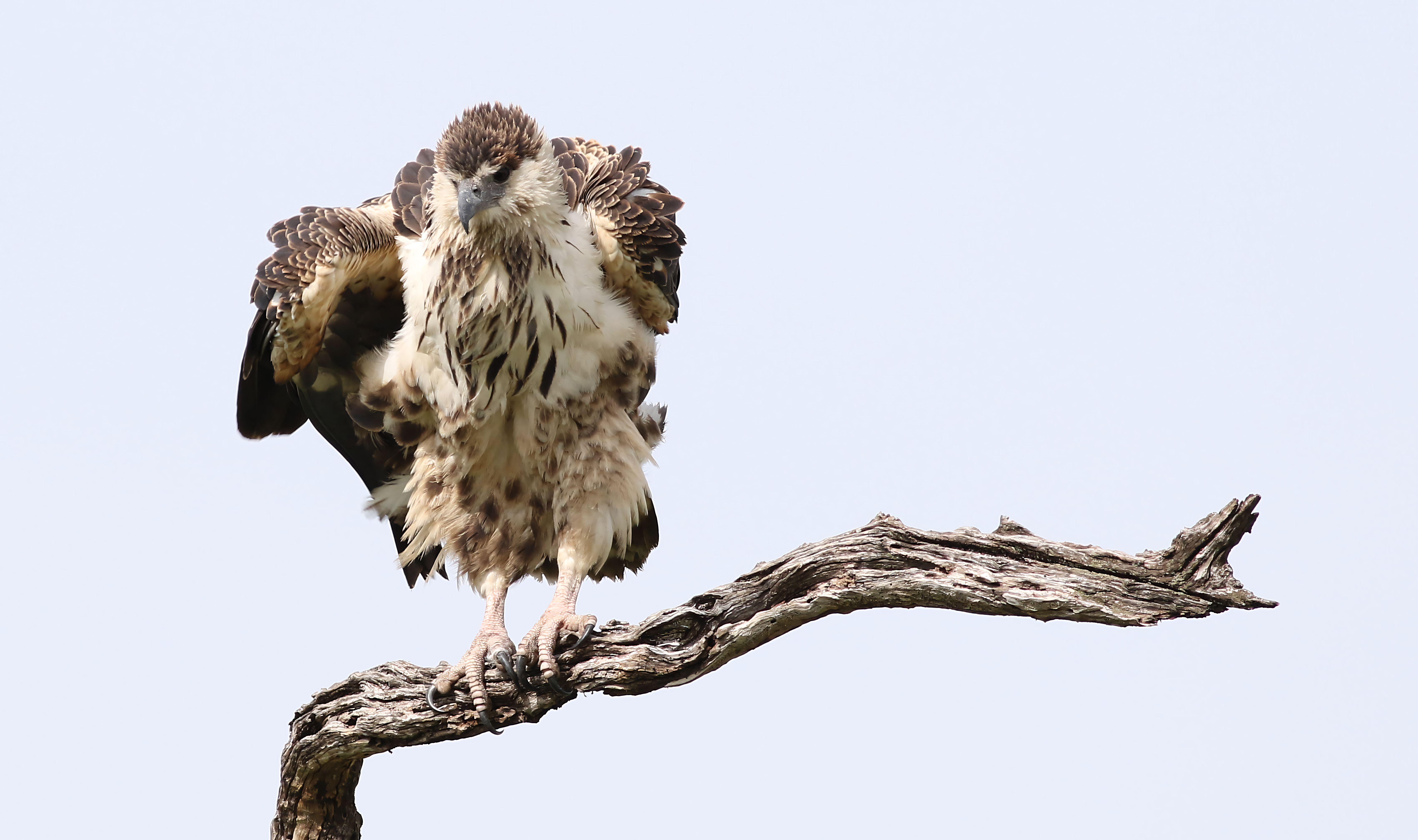 African Fish Eagle perched on a branch in Chobe National Park, Botswana.