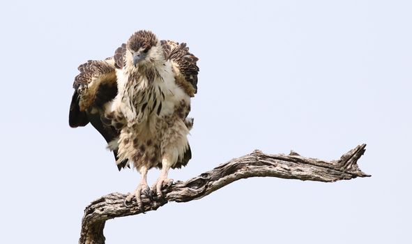 African Fish Eagle perched on a branch in Chobe National Park, Botswana.