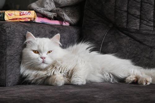 Free Serene white cat lounging comfortably on a sofa, exuding calm and relaxation. Stock Photo