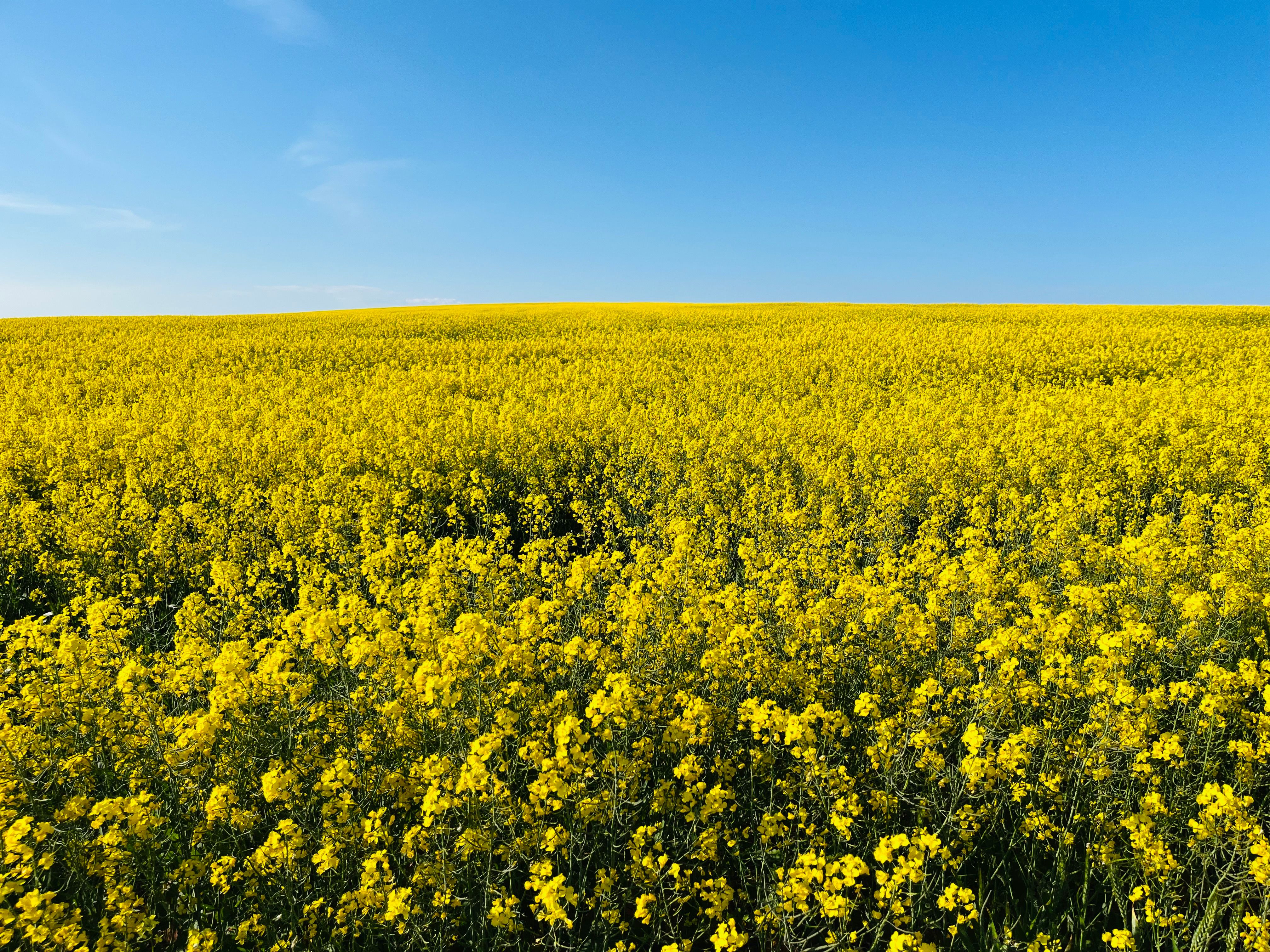 festival bunga canola korea dengan pemandangan ladang kuning luas untuk itinerary spring trip