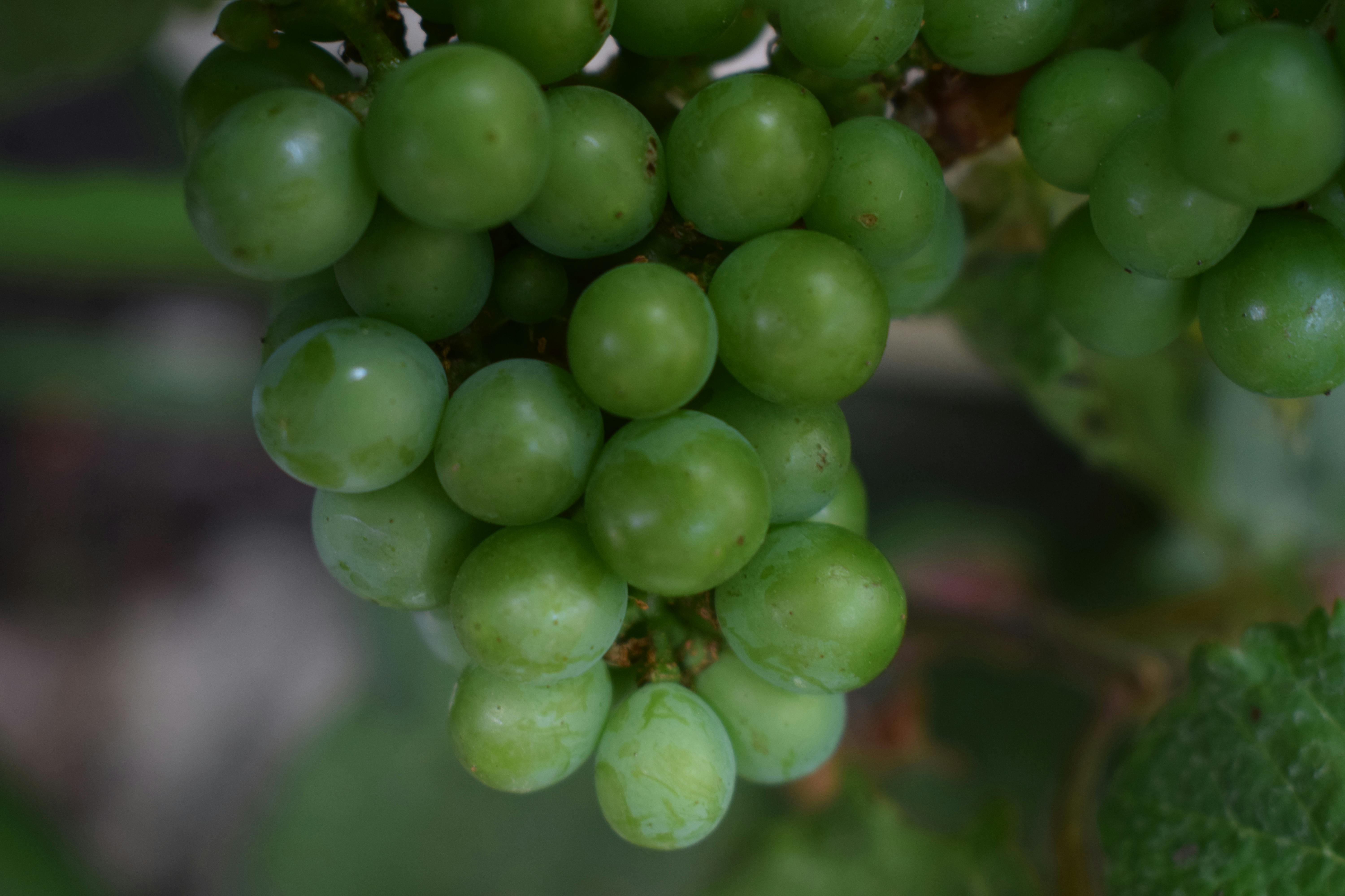 Chùm nho xanh Úc Autumn tươi ngon trên cây – cuống xanh căng, quả tròn đều | ViettropFruit