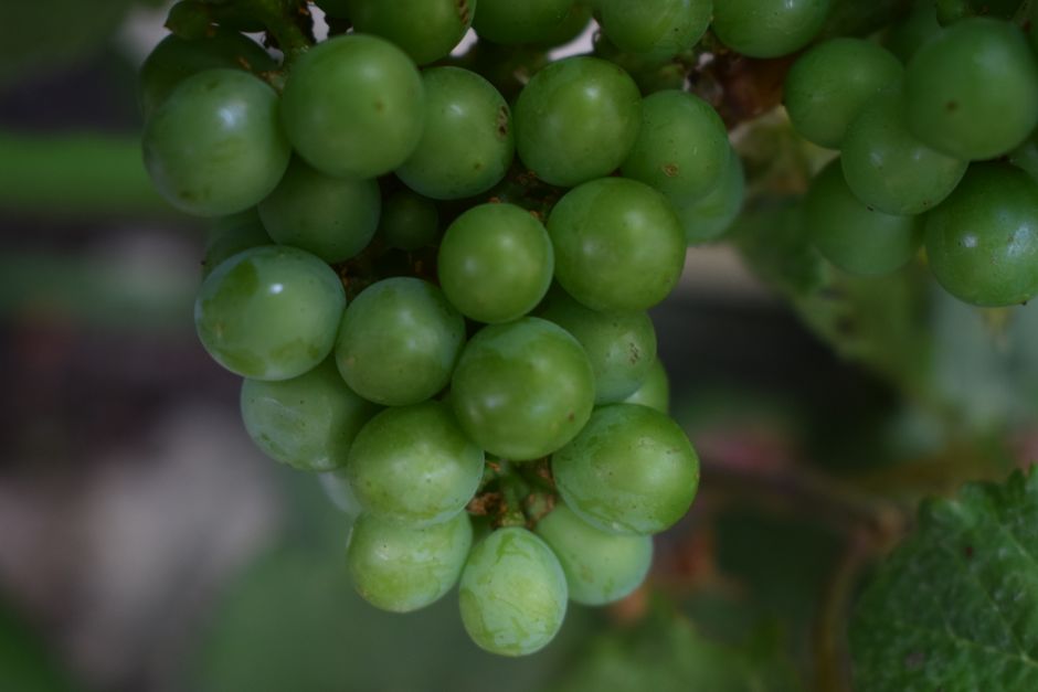 Chùm nho xanh Úc Autumn tươi ngon trên cây – cuống xanh căng, quả tròn đều | ViettropFruit