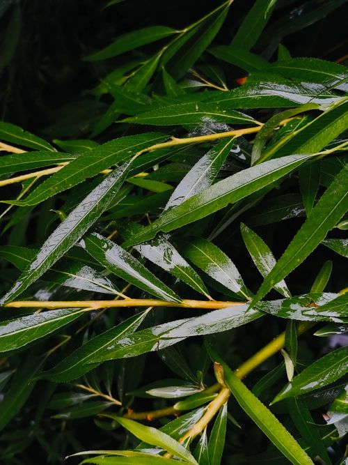 Free Detailed view of vibrant green bamboo leaves outdoors, capturing natural beauty. Stock Photo