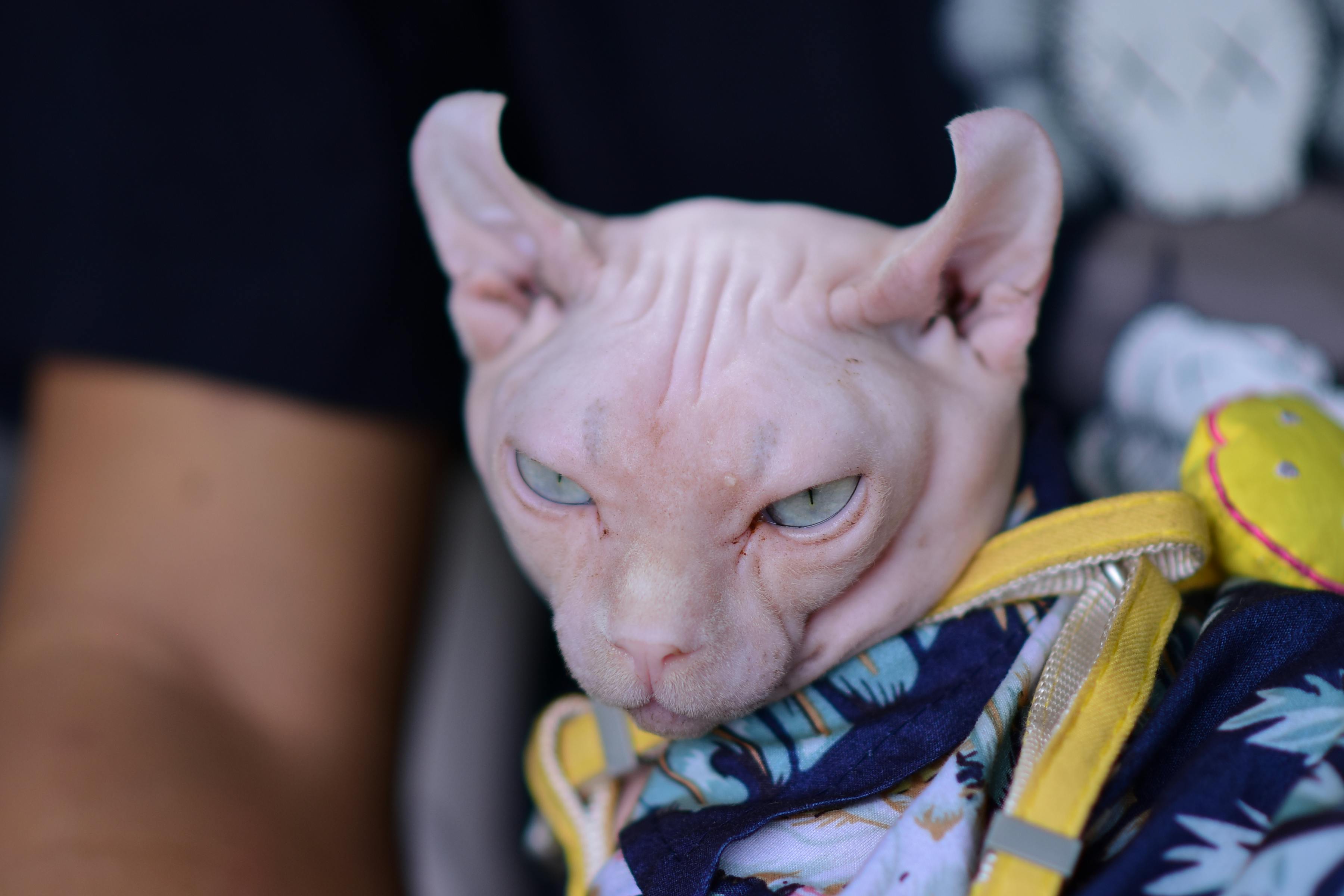 Flat-faced cat close-up